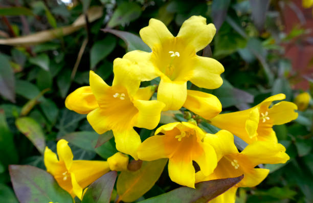 Yellow flowers blooming in the spring season. Yellow flowers blooming in the spring season. 「Yellow jasmine」、「Carolina jasmine」, Gelsemium sempervirens. gelsemium sempervirens stock pictures, royalty-free photos & images