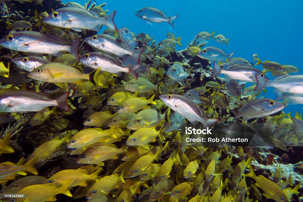 A large school of Grunts in the Caribbean Sea, Mexico Fish Stock Photo