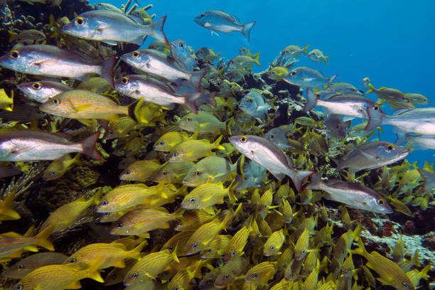 A large school of Grunts in the Caribbean Sea, Mexico A large school of Grunts in the Caribbean Sea, Mexico grunt fish photos stock pictures, royalty-free photos & images