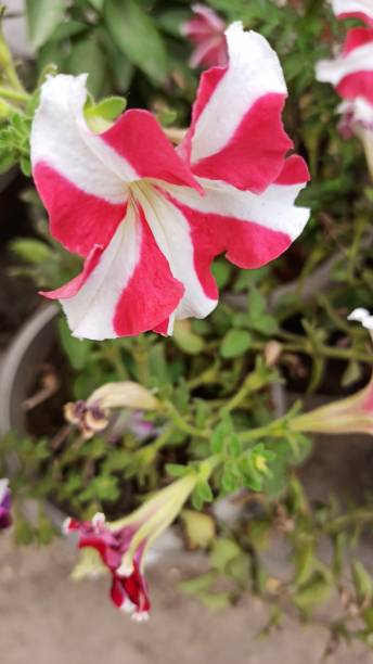istock Red and White Flower 1418245153