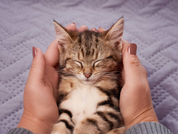 istock Tabby kitten sleeping in woman's hands close up front view from low angle view indoors 1418245170