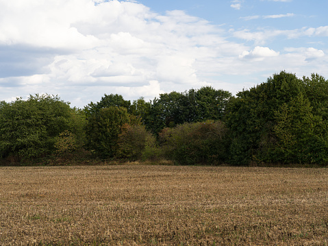 Dry, harvested field in front of a grove in August.