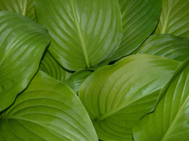 istock Abstract texture of green leaves, natural background 1418246606