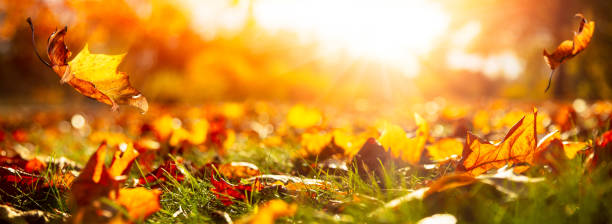 istock Close-up Of Forest Floor In Autumn 1418247575