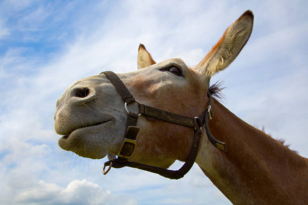 cabeza de burro granja divertida cabeza de animal agricultura - mulish fotografías e imágenes de stock