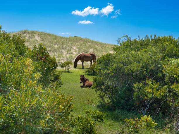 Mother horse relaxing on the meadow with her foal. Sand dunes in the background. Shackleford Banks, Cape Lookout National Seashore. Located just south of Beaufort.