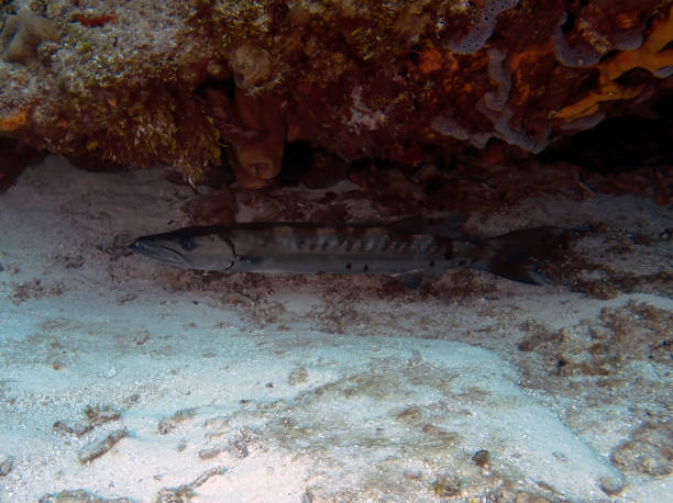 メキシコ、コスメルの岩の下に隠れているグレートバラクーダ(sphyraena barracuda) - fish barracuda underwater circle ストックフォトと画像