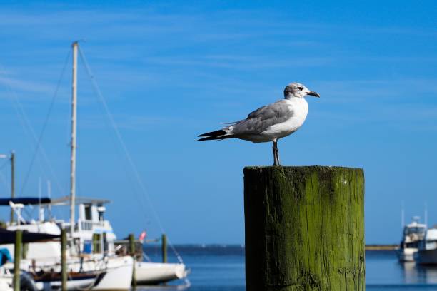 istock Seagull on a wooden pole at a pier against a blue sky 1418250546