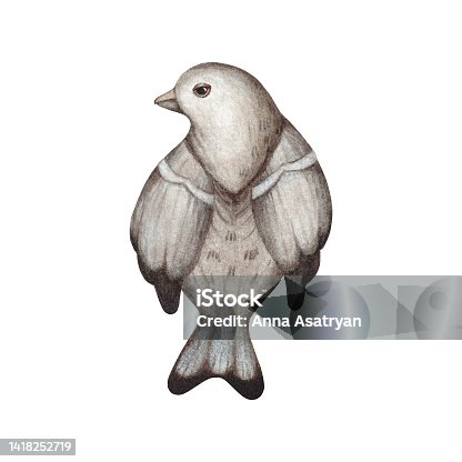 istock Watercolor illustration of a bird on a white background 1418252719