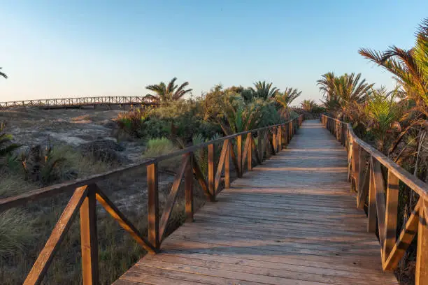 Wooden footbridges over the dunes of the palm grove
