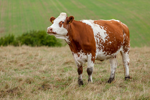 Close up of a red and white Ayrshire dairy cow, facing left with head raised in summer pasture.Blurred background, North Yorkshire, UK. Horizontal.  Copy space.