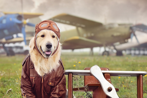 istock Close-up portrait of a dog dressed as aviator 1418257929