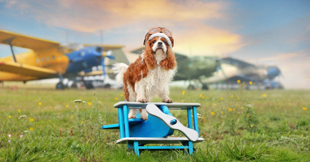 Wide wallpaper with ept friendly flight with a spaniel dog Wide wallpaper with ept friendly flight with a spaniel dog ept stock pictures, royalty-free photos & images