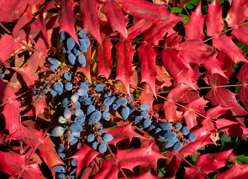 The wall is braided with curly girlish grapes. Decorative bright red plant in autumn.