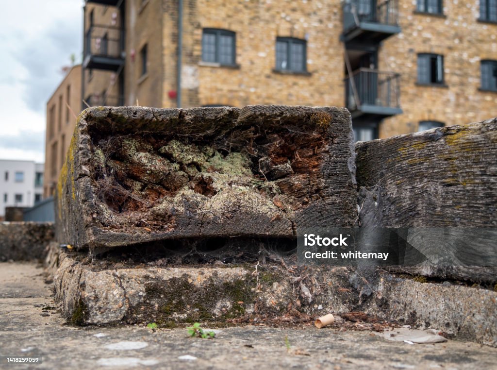 Rotten wood on a quayside Lengths of wood, rotted through years of weathering, on a quayside beside the River Thames in South East London. Aging Process Stock Photo