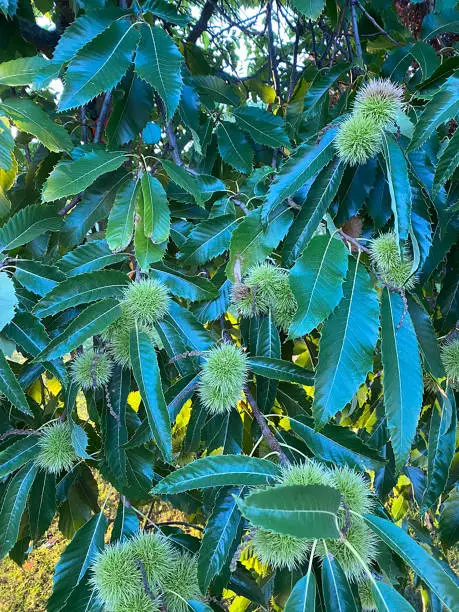 Close-up chestnut tree