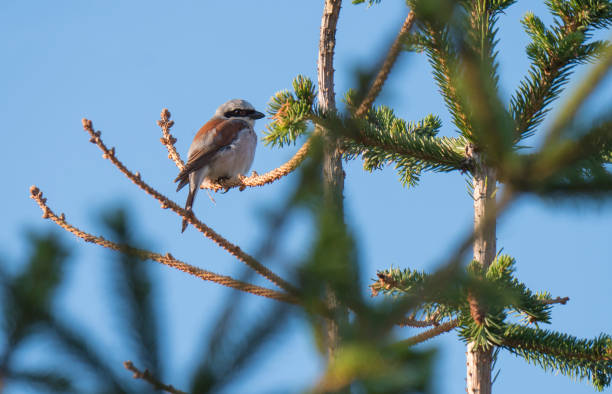 istock Red-backed shrike Lanius collurio sitting on a spruce tree branch against blue sky background. Red-backed shrike is a carnivorous passerine bird and member of the shrike family Laniidae 1418259131