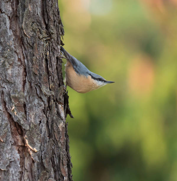 istock Close up wood Nuthatch or Eurasian nuthatch, climbing on larch tree trunk with head down. Green bokeh background, copy space. 1418259159