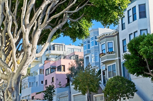 Stand of Laurel trees lining the streets of San Francisco with colorful art deco and Victorian architecture, November 2009. The tree lined streets provide a cityscape oasis to urban life.