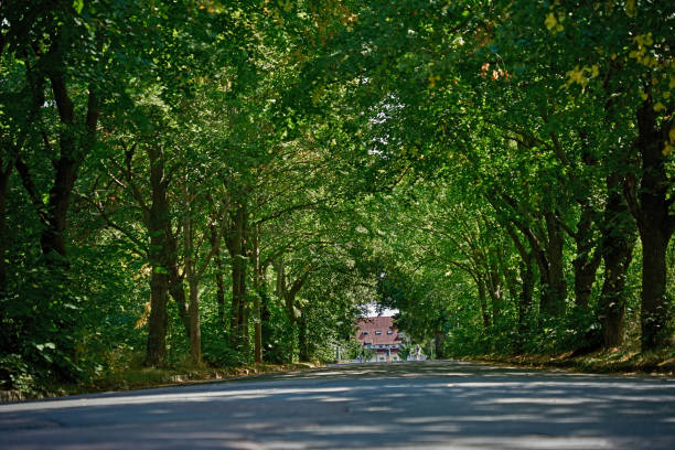 Road Amidst Trees In Park