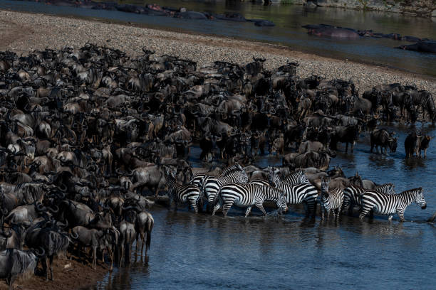 istock Masai Mara 2022 1418260374