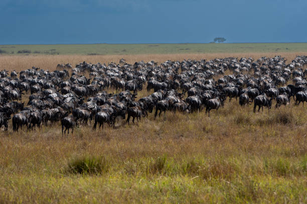 istock Masai Mara 2022 1418260378
