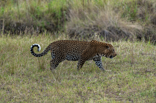 African leopard (Panthera pardus pardus) walking in grass in Serengeti National park, Tanzania