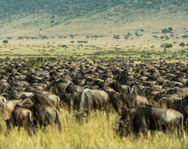 istock Masai Mara 2022 1418260589
