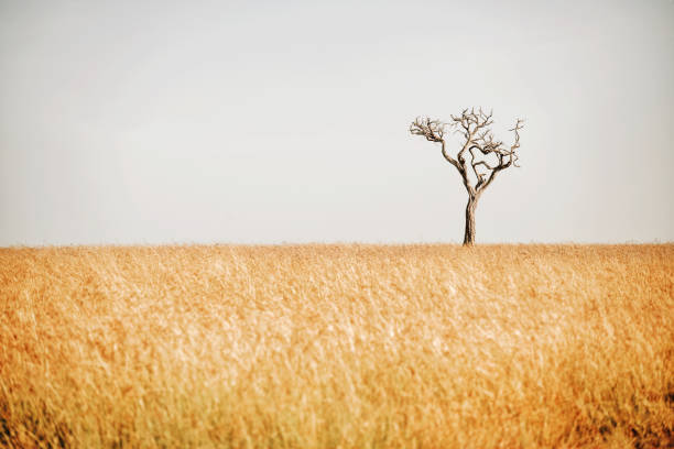 Lonely dead tree in the Maasai Mara National Reserve in Kenya during the dry season .