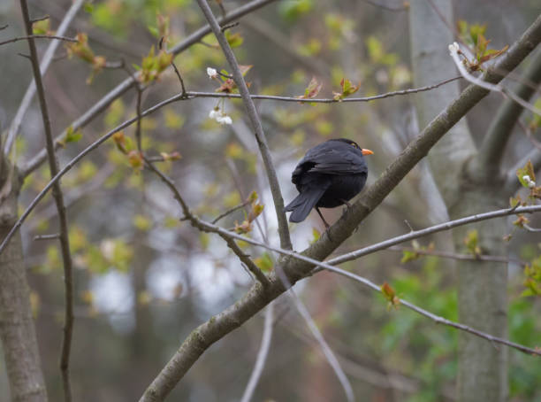 die gemeine amsel, turdus merula, auch eurasische amsel genannt, sitzt im frühling auf dem baumzweig - common blackbird stock-fotos und bilder