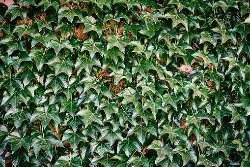 Boston ivy (Parthenocissus tricuspidata) texture