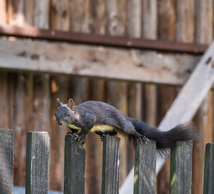 Close up Black squirrel, Sciurus vulgaris climbing on wooden fence paling. Selective focus, copy space