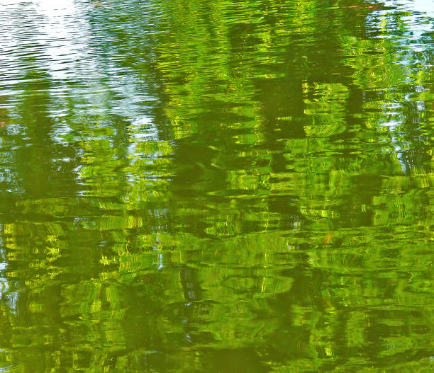 istock Beautiful abstract formed by reflection of green trees in water. 1418261586