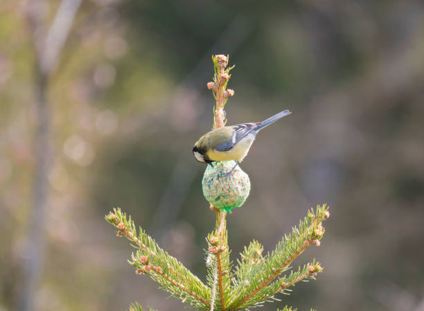 istock Close up Great tit, Parus major bird perched on small spruce tree top, eating and pecking tallow ball, Selective focus. 1418261601