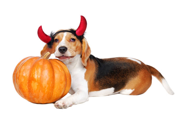 istock Beagle puppy with devil horns headband laying next to pumpkin isolated on white background 1418262331