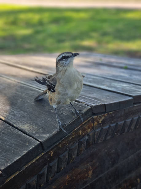 istock A bird on the bank at the park 1418263243