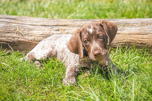 An adorable 9 week old German Shorthair Pointer puppy outdoors.