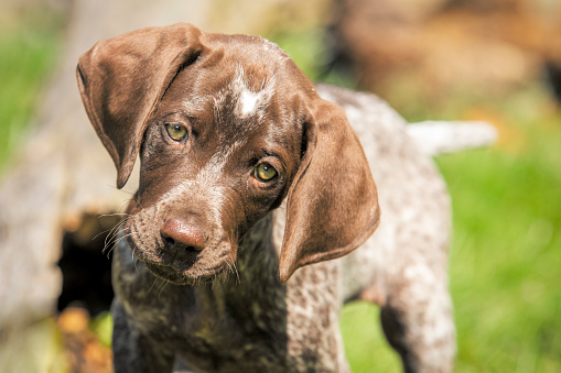 An adorable 9 week old German Shorthair Pointer puppy outdoors.