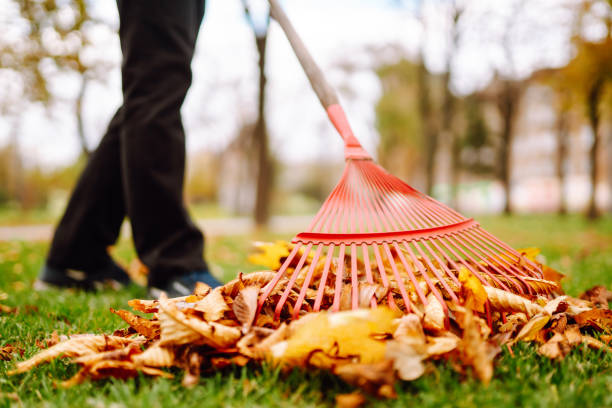 istock Rake with fallen leaves in autumn. 1418264101