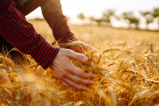 Man with his back to the viewer In A Field Of Wheat Touched By The Hand Of Spikes In The Sunset Light.