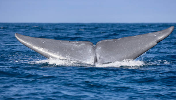 Blue Whale Tail stock photo