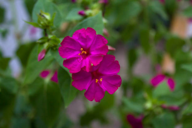 istock Close-up pink primrose flower 1418264555