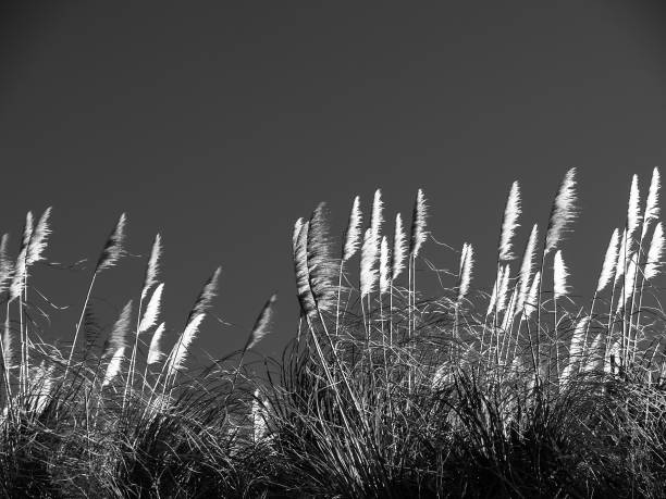 istock White pampas grass flower blowing in breeze 1418264570