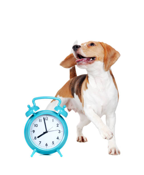 istock Beagle dog ready to walk jumping next to alarm clock 1418264611