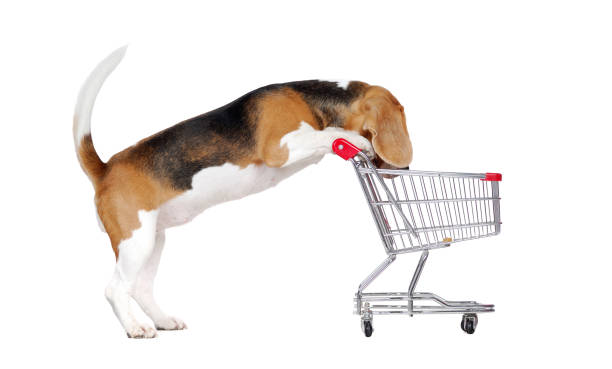 istock Beagle looking into the shopping  basket against white background 1418264622