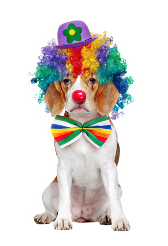 Beagle dressed as clown with a sad clown expression