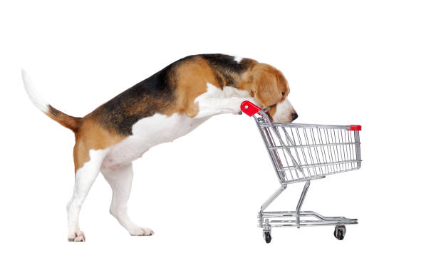 istock Beagle looking into the shopping cart isolated on white 1418264627