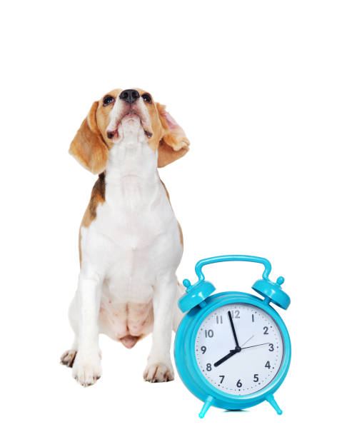 istock Beagle sitting next to blue alarm clock looking up 1418264628