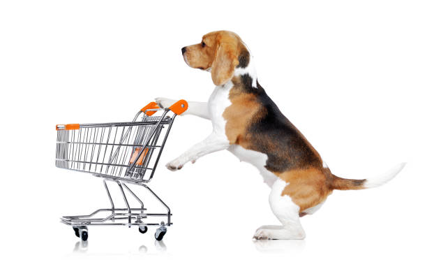 istock Beagle standing on hind legs in a studio holding shopping cart 1418264632