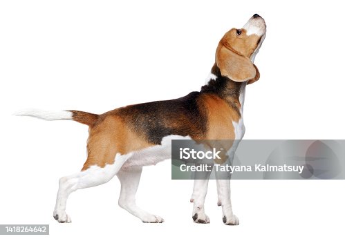 istock Dog trained to stand on command showing head 1418264642